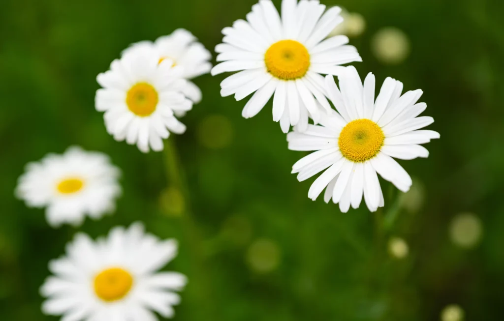 Chamomile flowers blooming in a peaceful garden